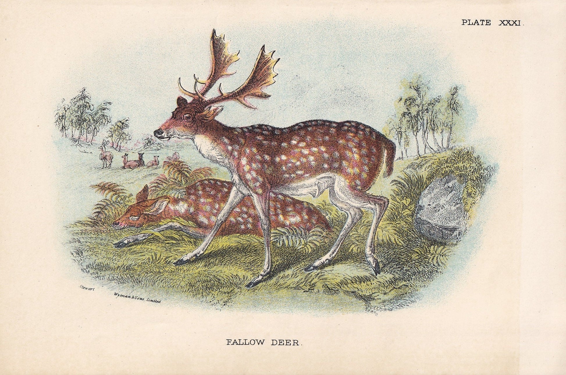 1896 FALLOW DEER Print - Natural History Print - British Mammals Print - Original Antique Print - Animal Wall Art - 7.2 x 4.7 Inches