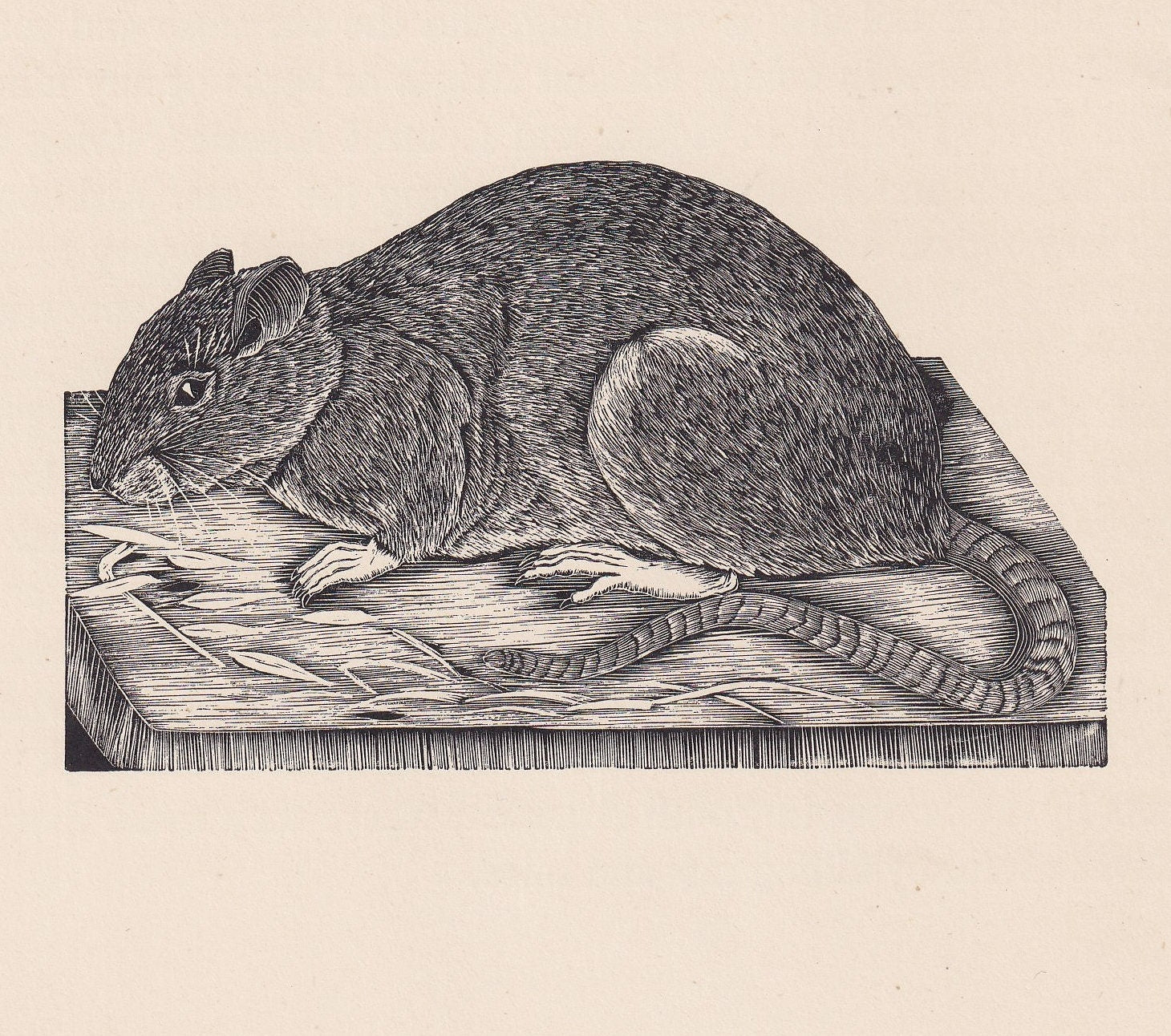 1929 BROWN RAT Print Wood Engraving - Rat Wall Art - Zoology Print - Wildlife - Antique Animal Print - 94 Years Old - 8 x 7.2