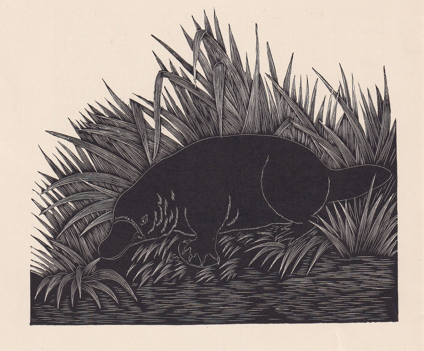 1929 DUCK-BILLED PLATYPUS Print Wood Engraving - Platypus Wall Art - Wildlife - Antique Animal Print - 94 Years Old - 8 x 7.2