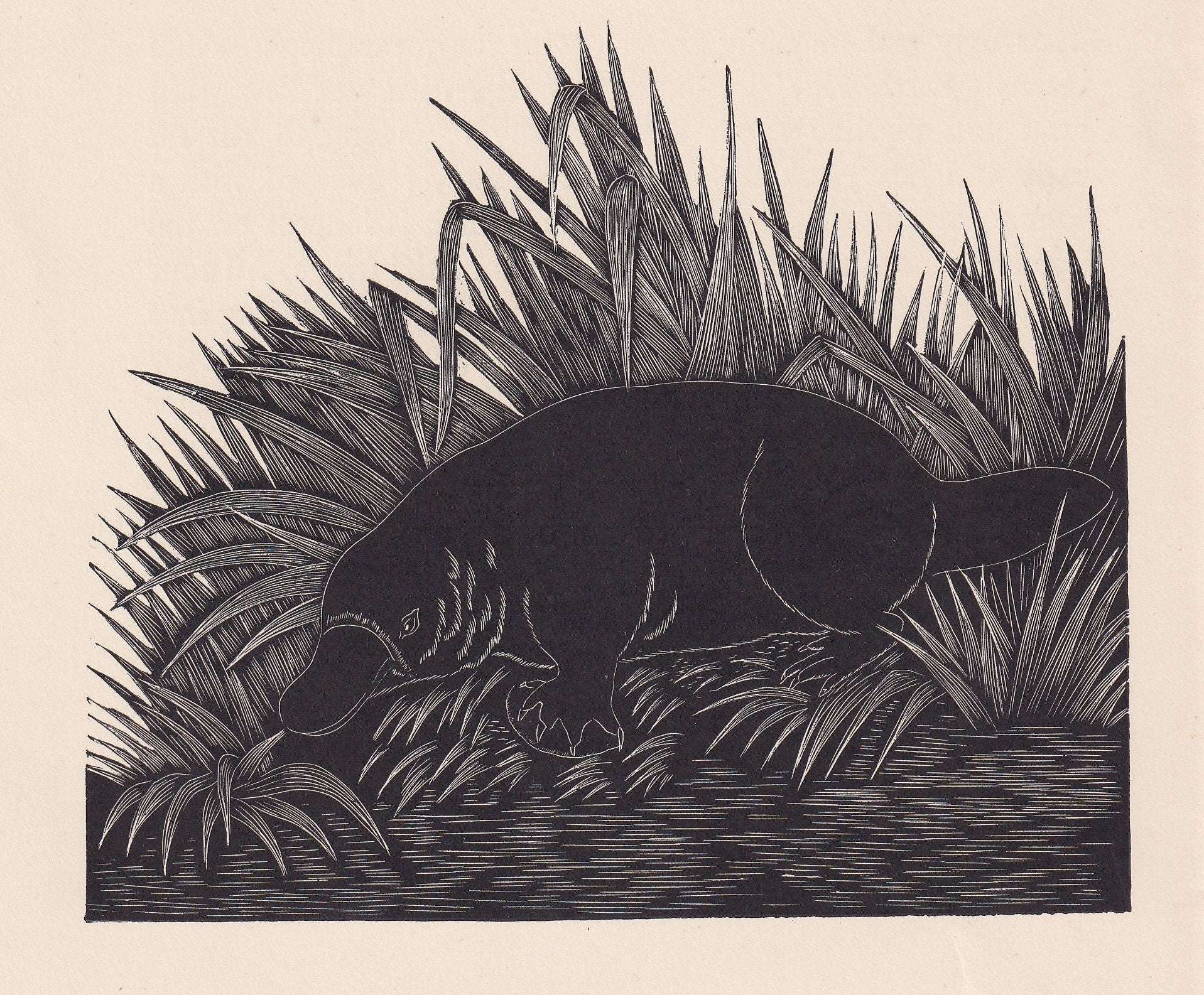 1929 DUCK-BILLED PLATYPUS Print Wood Engraving - Platypus Wall Art - Wildlife - Antique Animal Print - 94 Years Old - 8 x 7.2