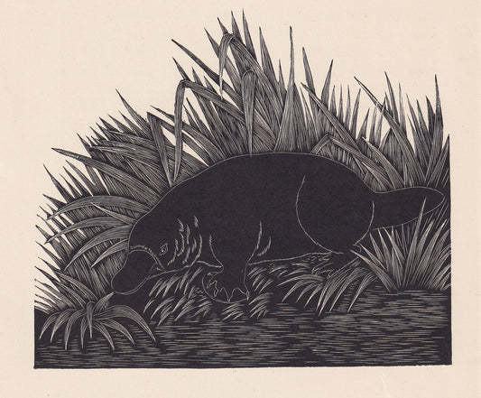 1929 DUCK-BILLED PLATYPUS Print Wood Engraving - Platypus Wall Art - Wildlife - Antique Animal Print - 94 Years Old - 8 x 7.2