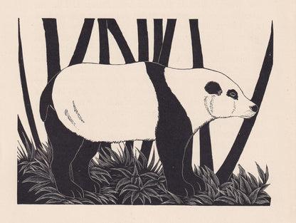1929 PANDA Print Wood Engraving - Panda Wall Art - Zoology Print - Wildlife - Antique Animal Print - 94 Years Old - 8 x 7.25 