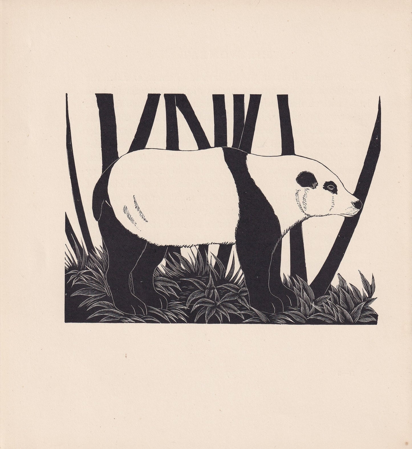 1929 PANDA Print Wood Engraving - Panda Wall Art - Zoology Print - Wildlife - Antique Animal Print - 94 Years Old - 8 x 7.25 