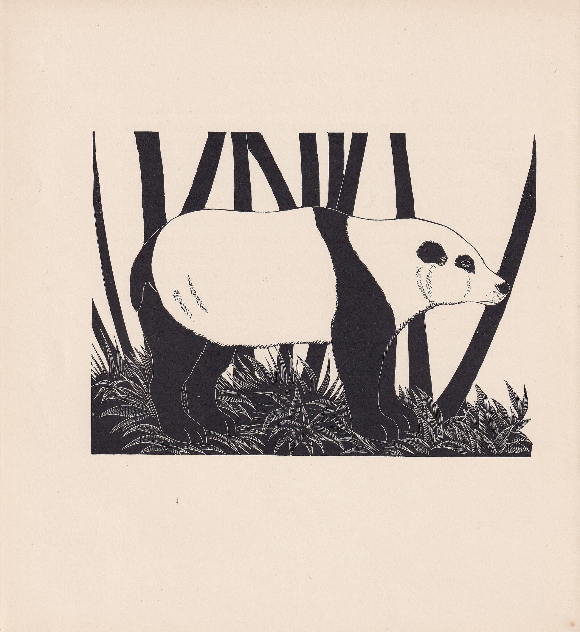 1929 PANDA Print Wood Engraving - Panda Wall Art - Zoology Print - Wildlife - Antique Animal Print - 94 Years Old - 8 x 7.25 