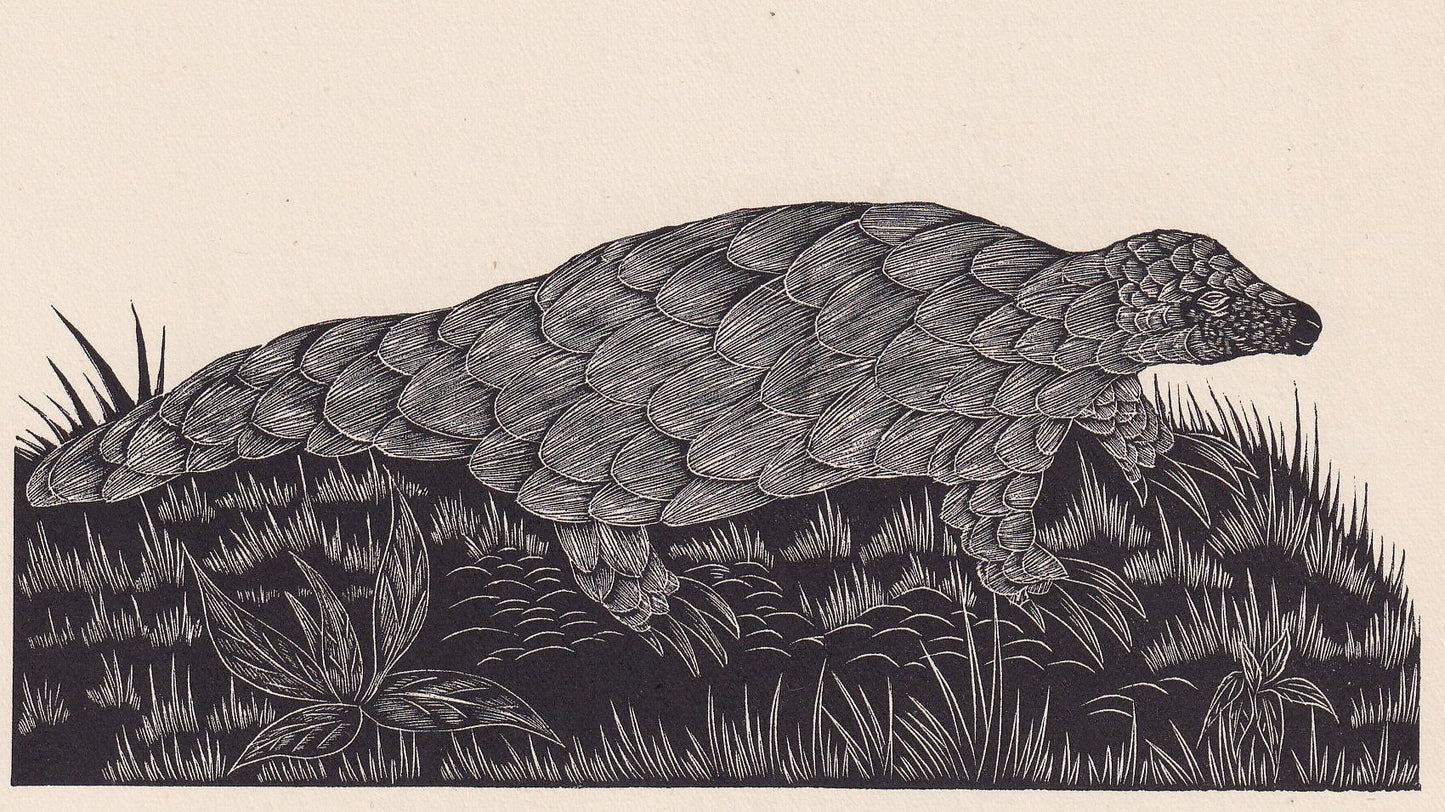 1929 PANGOLIN Print Wood Engraving - Pangolin Wall Art - Zoology Print - Antique Animal Print - 94 Years Old - 8 x 7.25 Inche