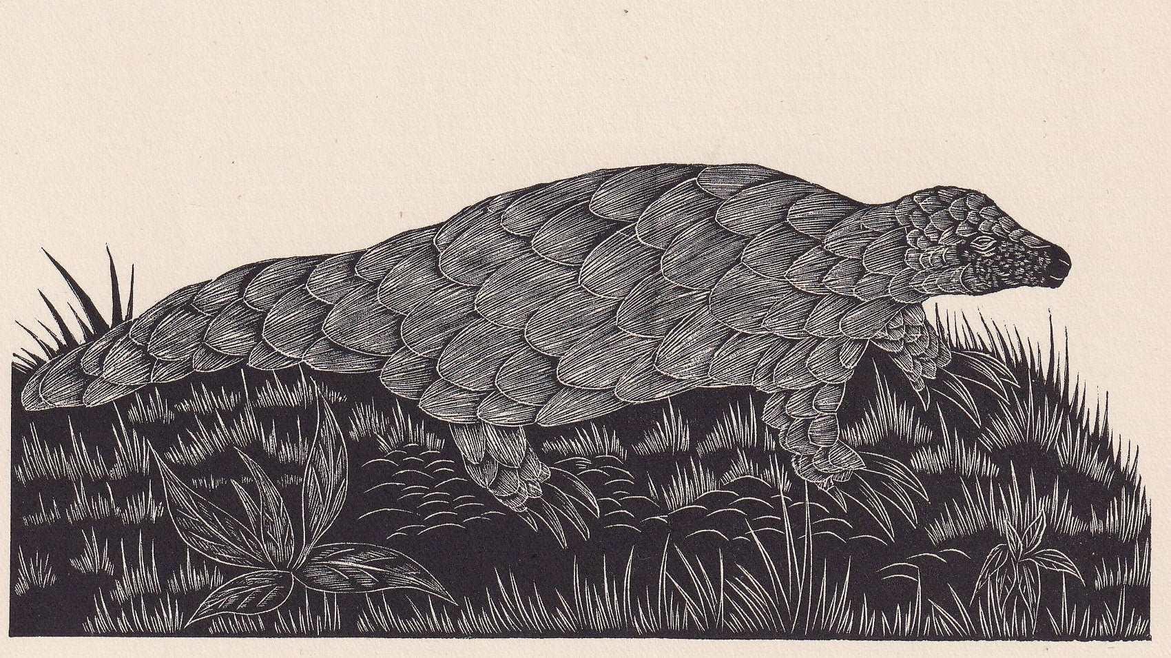 1929 PANGOLIN Print Wood Engraving - Pangolin Wall Art - Zoology Print - Antique Animal Print - 94 Years Old - 8 x 7.25 Inche