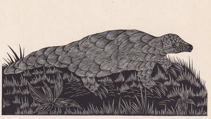 1929 PANGOLIN Print Wood Engraving - Pangolin Wall Art - Zoology Print - Antique Animal Print - 94 Years Old - 8 x 7.25 Inche