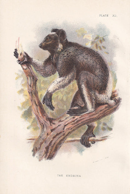 1896 INDRI or BABAKOTO LEMUR Print - Monkeys and Apes Print - Primates Print - Original Antique Print - 127 Years Old - 7 x 4.75 Inches