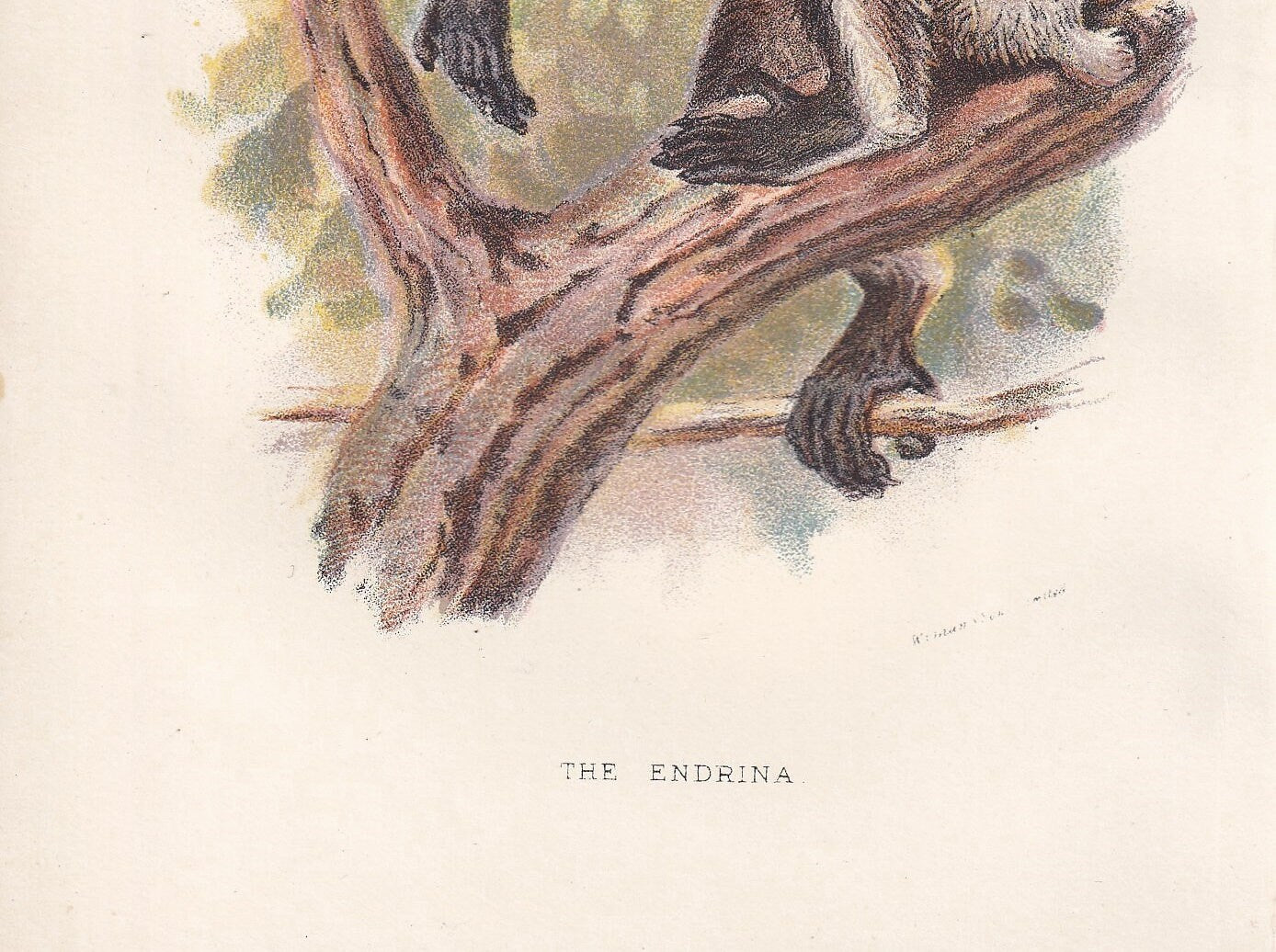 1896 INDRI or BABAKOTO LEMUR Print - Monkeys and Apes Print - Primates Print - Original Antique Print - 127 Years Old - 7 x 4.75 Inches