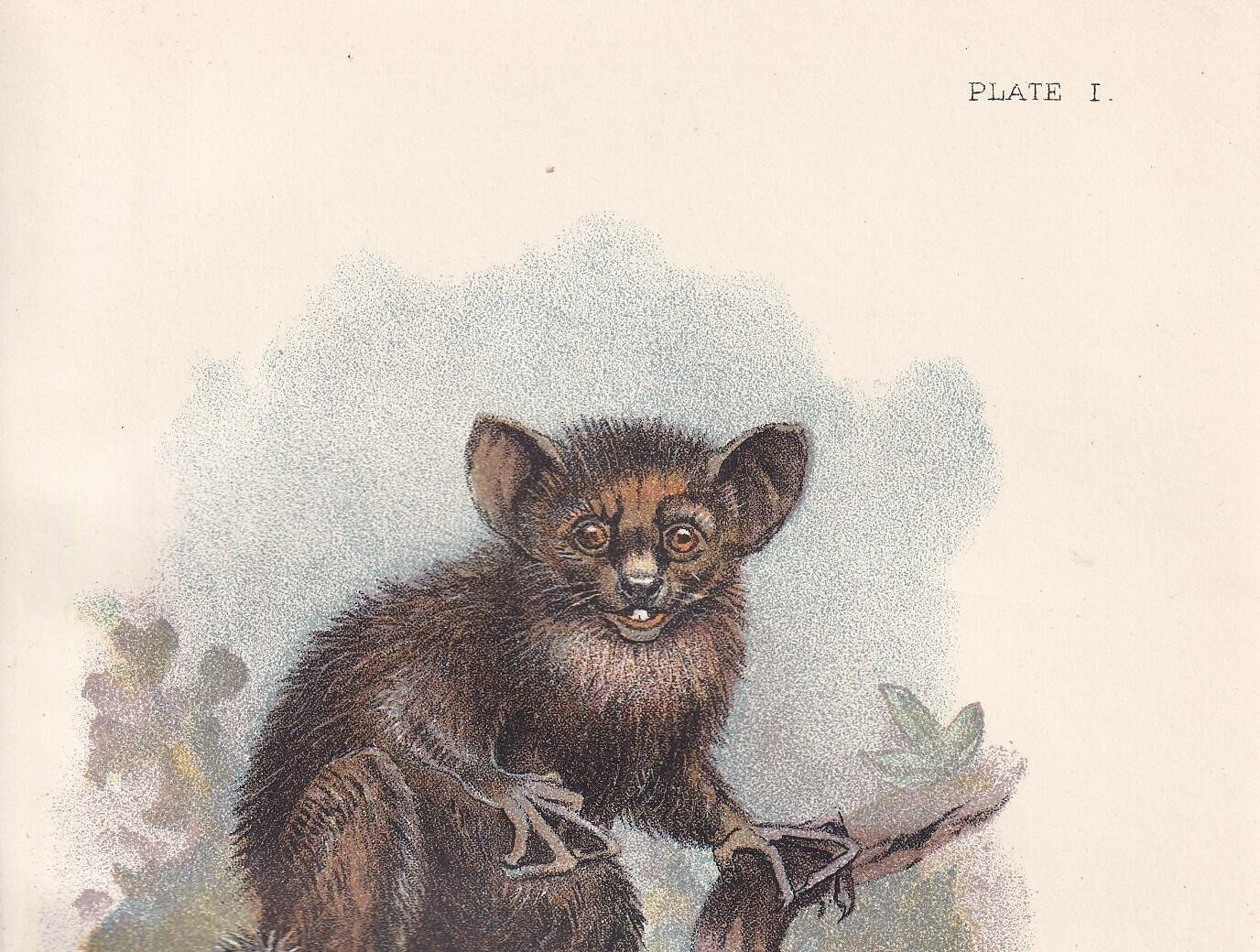 1896 AYE-AYE LEMUR Print - Monkeys and Apes Print - Primates Print - Original Antique Print - 127 Years Old - 7 x 4.75 Inches