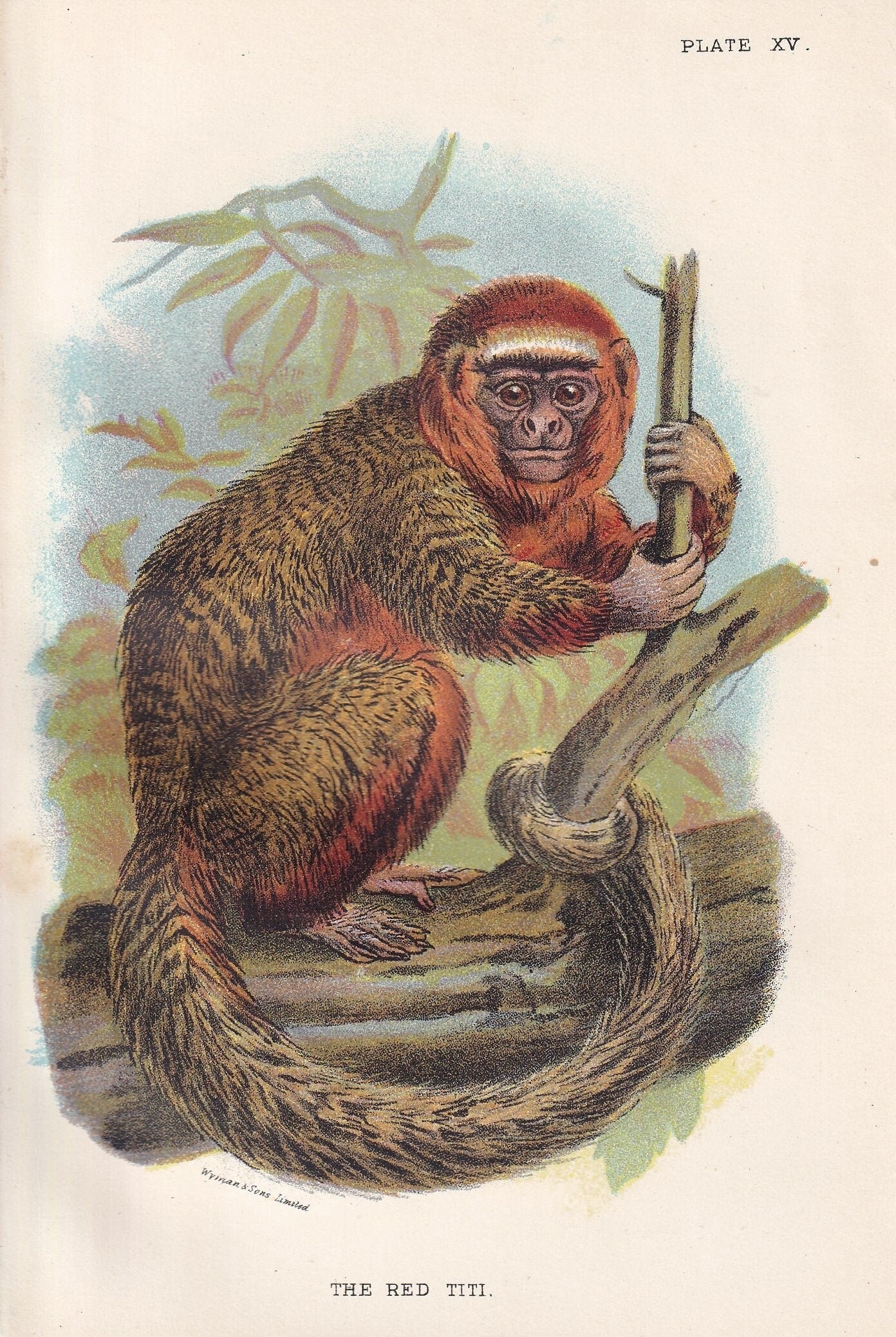 1896 THE RED TITI Print - Monkeys and Apes Print - Primates Print - Original Antique Print - 127 Years Old - 7 x 4.75 Inches