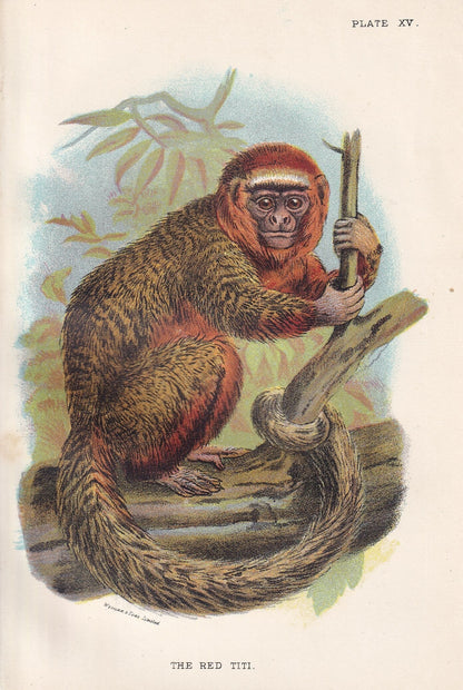 1896 THE RED TITI Print - Monkeys and Apes Print - Primates Print - Original Antique Print - 127 Years Old - 7 x 4.75 Inches
