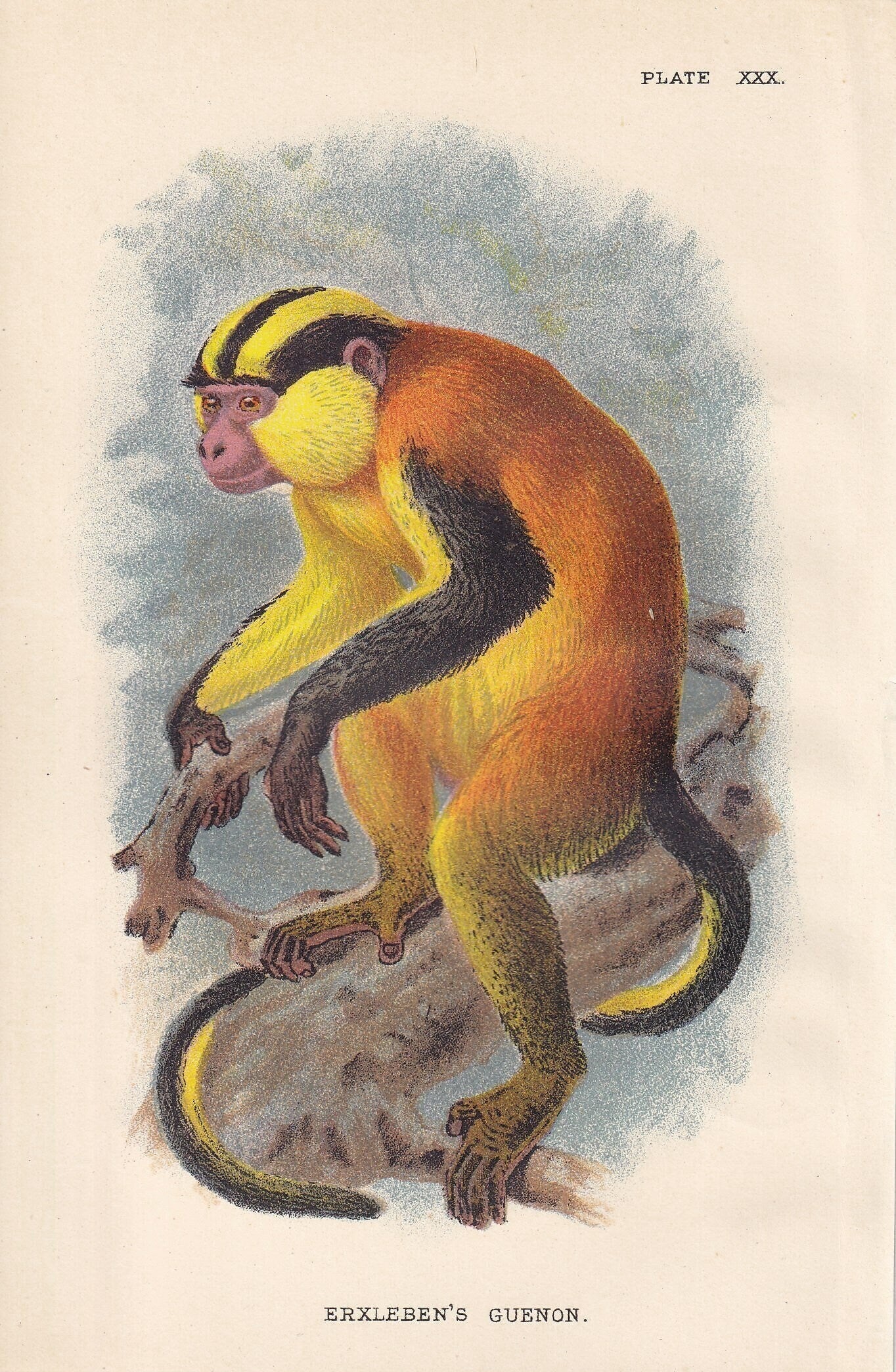 1896 GUENON MONKEY Print - Monkeys and Apes Print - Primates Print - Original Antique Print - 127 Years Old - 7 x 4.75 Inches