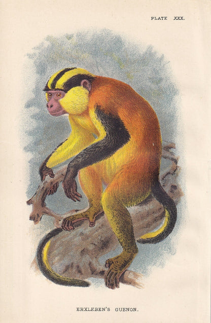 1896 GUENON MONKEY Print - Monkeys and Apes Print - Primates Print - Original Antique Print - 127 Years Old - 7 x 4.75 Inches