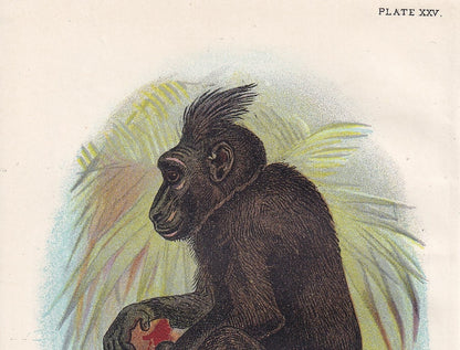 1896 BLACK BABOON Print - Monkeys and Apes Print - Primates Print - Original Antique Print - 127 Years Old - 7 x 4.75 Inches