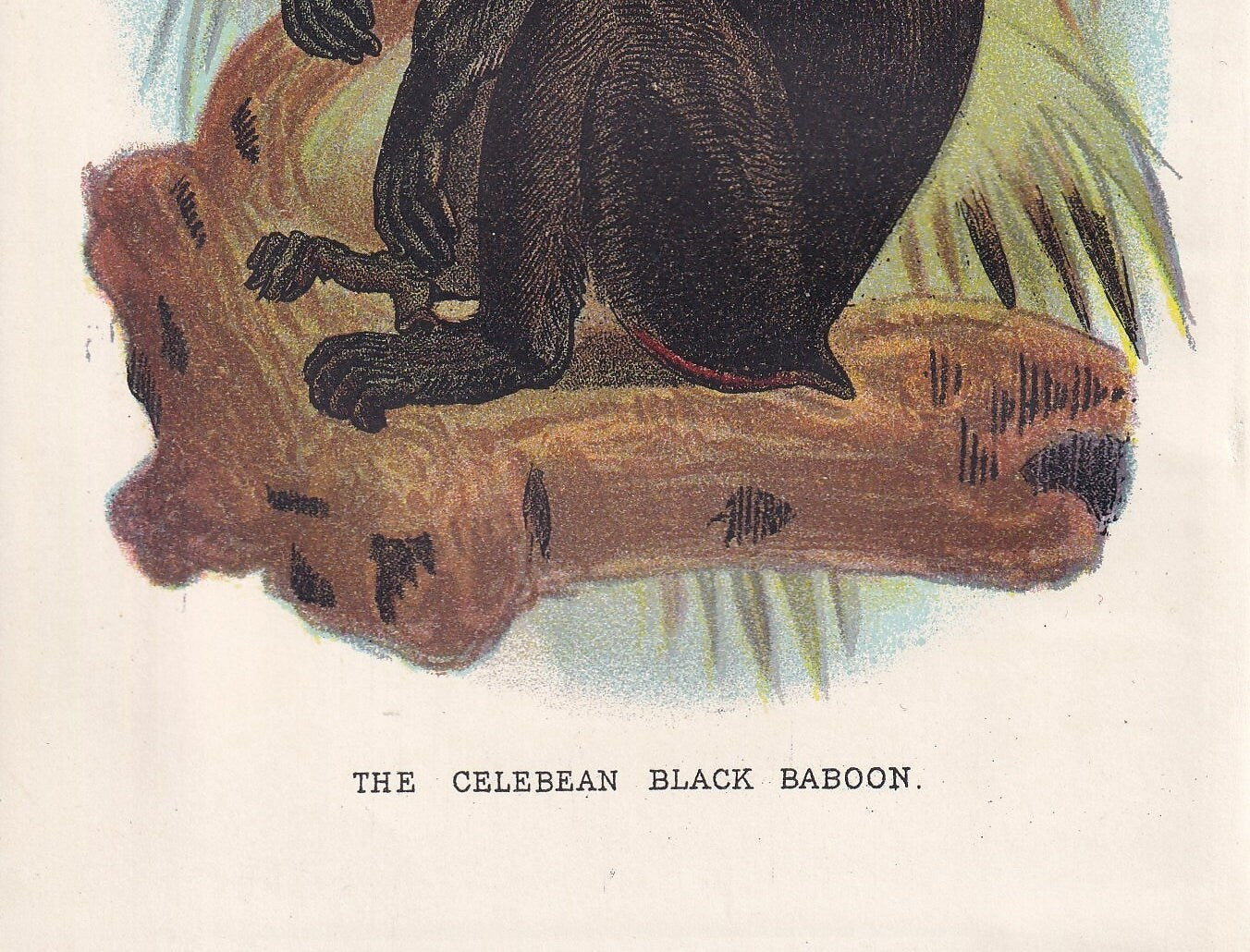 1896 BLACK BABOON Print - Monkeys and Apes Print - Primates Print - Original Antique Print - 127 Years Old - 7 x 4.75 Inches