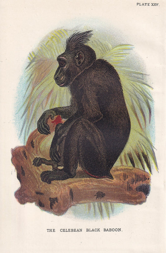 1896 BLACK BABOON Print - Monkeys and Apes Print - Primates Print - Original Antique Print - 127 Years Old - 7 x 4.75 Inches