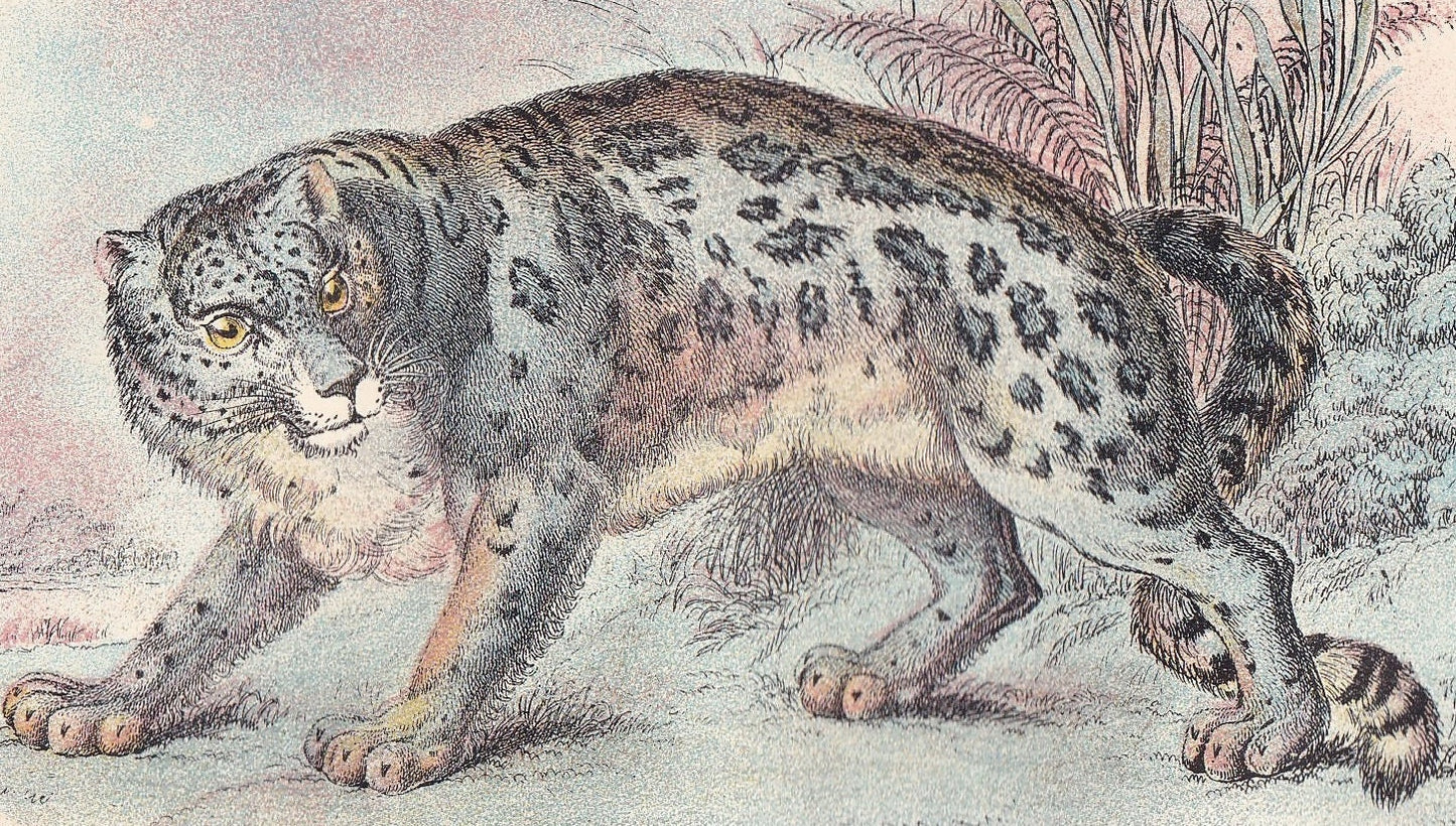1896 SNOW LEOPARD Print - Big Cats Print - Carnivora Print - Natural History - Original Antique Print - Over 125 Years Old