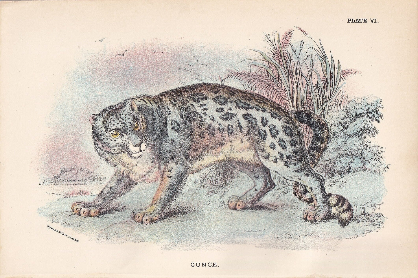 1896 SNOW LEOPARD Print - Big Cats Print - Carnivora Print - Natural History - Original Antique Print - Over 125 Years Old