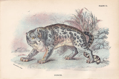1896 SNOW LEOPARD Print - Big Cats Print - Carnivora Print - Natural History - Original Antique Print - Over 125 Years Old