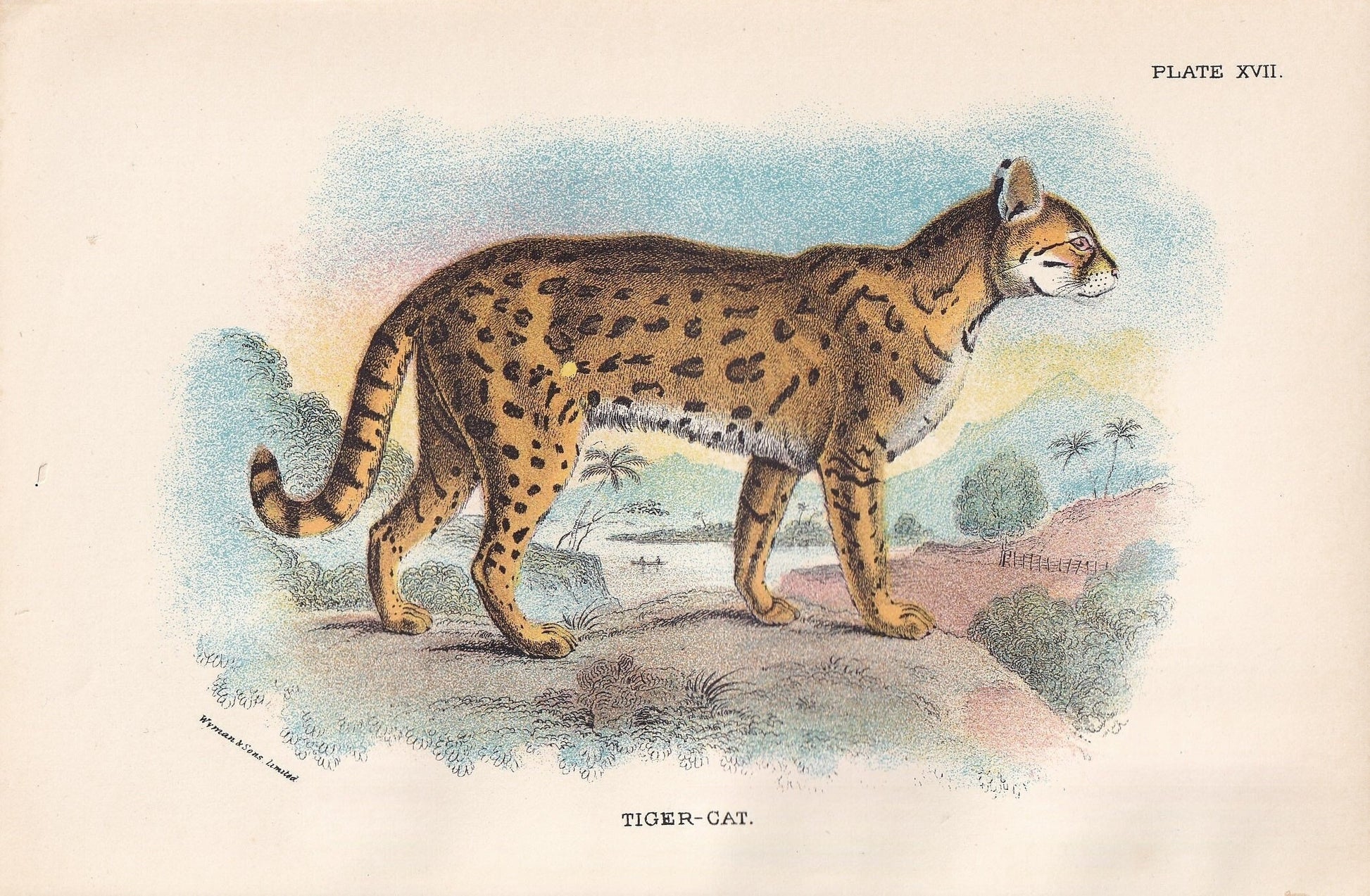 1896 ONCILLA Print - Wild Cats Print - Carnivora Print - Natural History - Original Antique Print - Over 125 Years Old