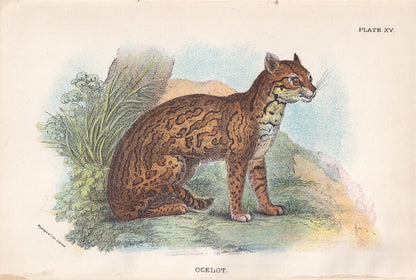 1896 OCELOT Print - Big Cats Print - Carnivora Print - Natural History - Original Antique Print - Over 125 Years Old