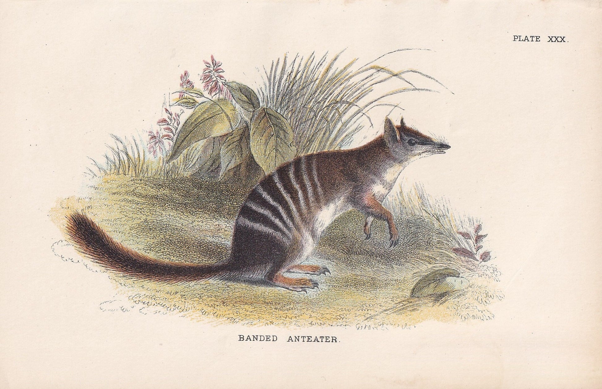 1896 BANDED ANTEATER Print - Marsupial Mammals Print - Australian Animals Print - Original Antique Print - 7.2 x 4.7 Inches