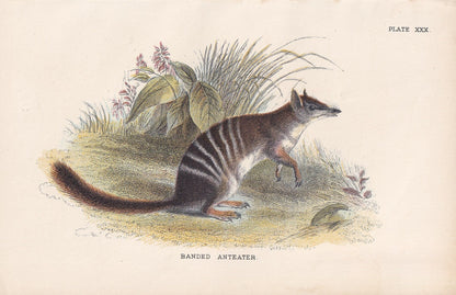 1896 BANDED ANTEATER Print - Marsupial Mammals Print - Australian Animals Print - Original Antique Print - 7.2 x 4.7 Inches