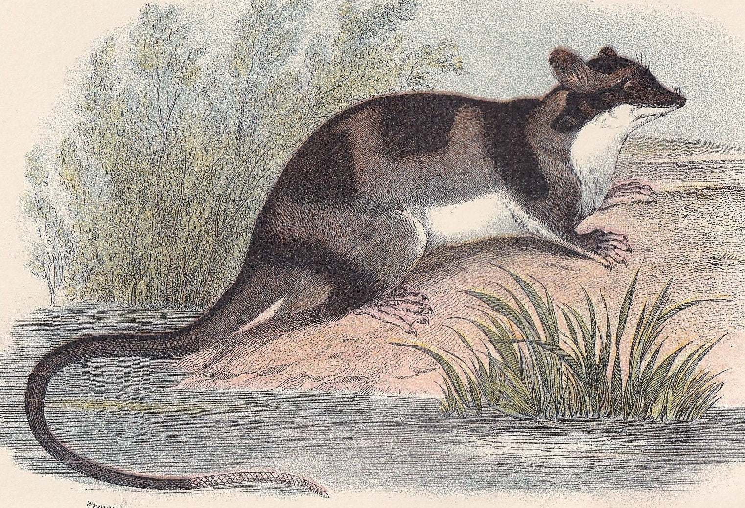 1896 WATER OPOSSUM Print - Marsupial Mammals Print - Australian Animals Print - Original Antique Print - 7.2 x 4.7 Inches