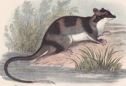 1896 WATER OPOSSUM Print - Marsupial Mammals Print - Australian Animals Print - Original Antique Print - 7.2 x 4.7 Inches