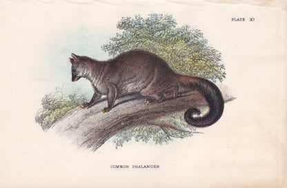 1896 COMMON PHALANGER Print - Marsupial Mammals Print - Australian Animals Print - Original Antique Print - 7.2 x 4.7 Inches