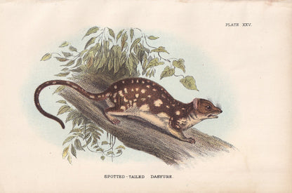 1896 SPOTTED-TAILED DAYSURE Print - Marsupial Mammals Print - Australian Animals Print - Original Antique Print - 7.2 x 4.7 Inches