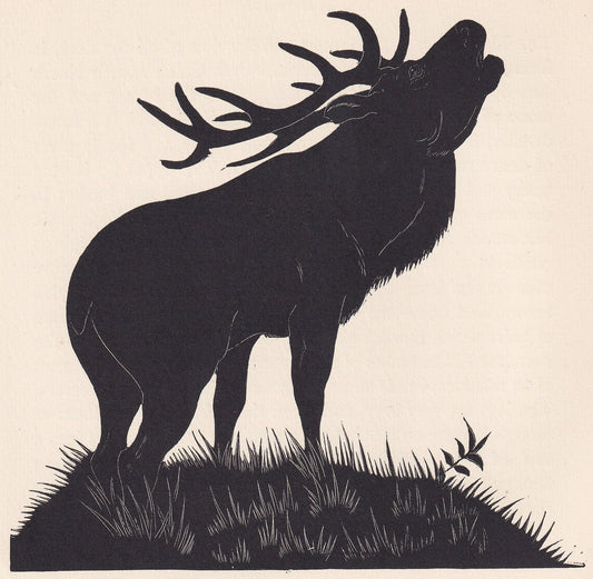 1929 RED DEER Print Wood Engraving - Red Deer Wall Art - Zoology Print - Antique Animal Print - 94 Years Old - 8 x 7.25 Inche