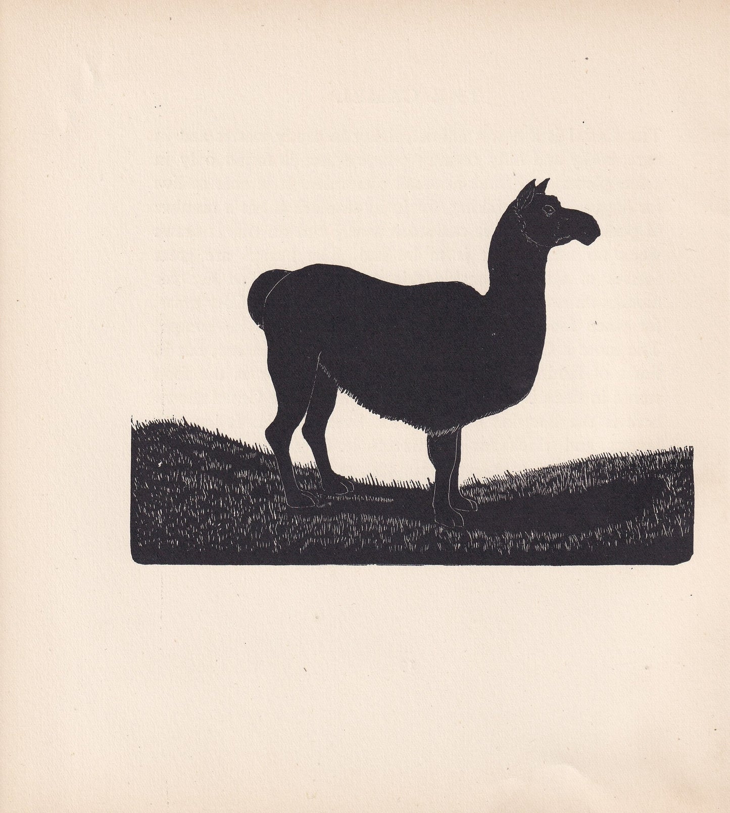 1929 LLAMA Print Wood Engraving - Llama Wall Art - Zoology Print - Antique Animal Print - 94 Years Old - 8 x 7.25 Inches