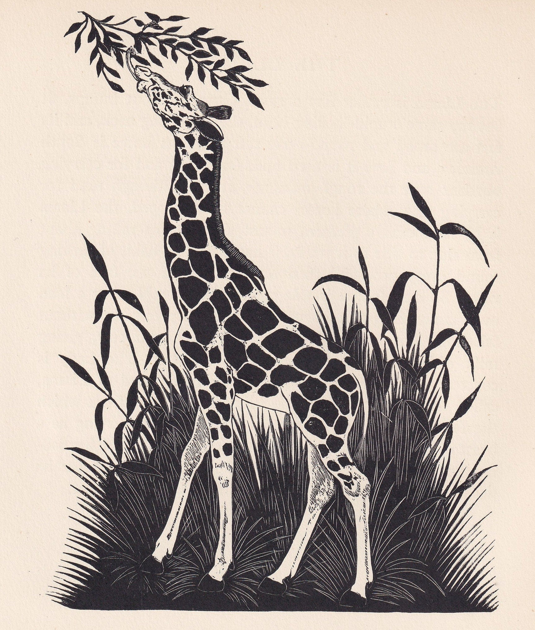 1929 GIRAFFE Print Wood Engraving - Giraffe Wall Art - Zoology Print - Antique Animal Print - 94 Years Old - 8 x 7.25 Inches
