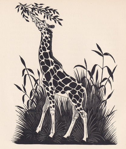1929 GIRAFFE Print Wood Engraving - Giraffe Wall Art - Zoology Print - Antique Animal Print - 94 Years Old - 8 x 7.25 Inches