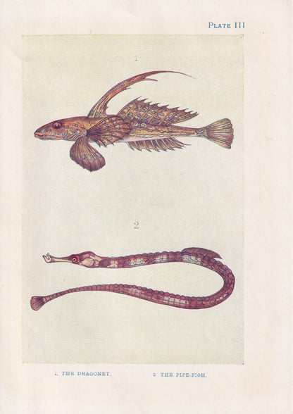 1907 DRAGONET & PIPEFISH Print - Original Antique Fish Print - Sea Life Print - Sea Life Print - 116 Years Old - 6.15 x 4.25 Inches