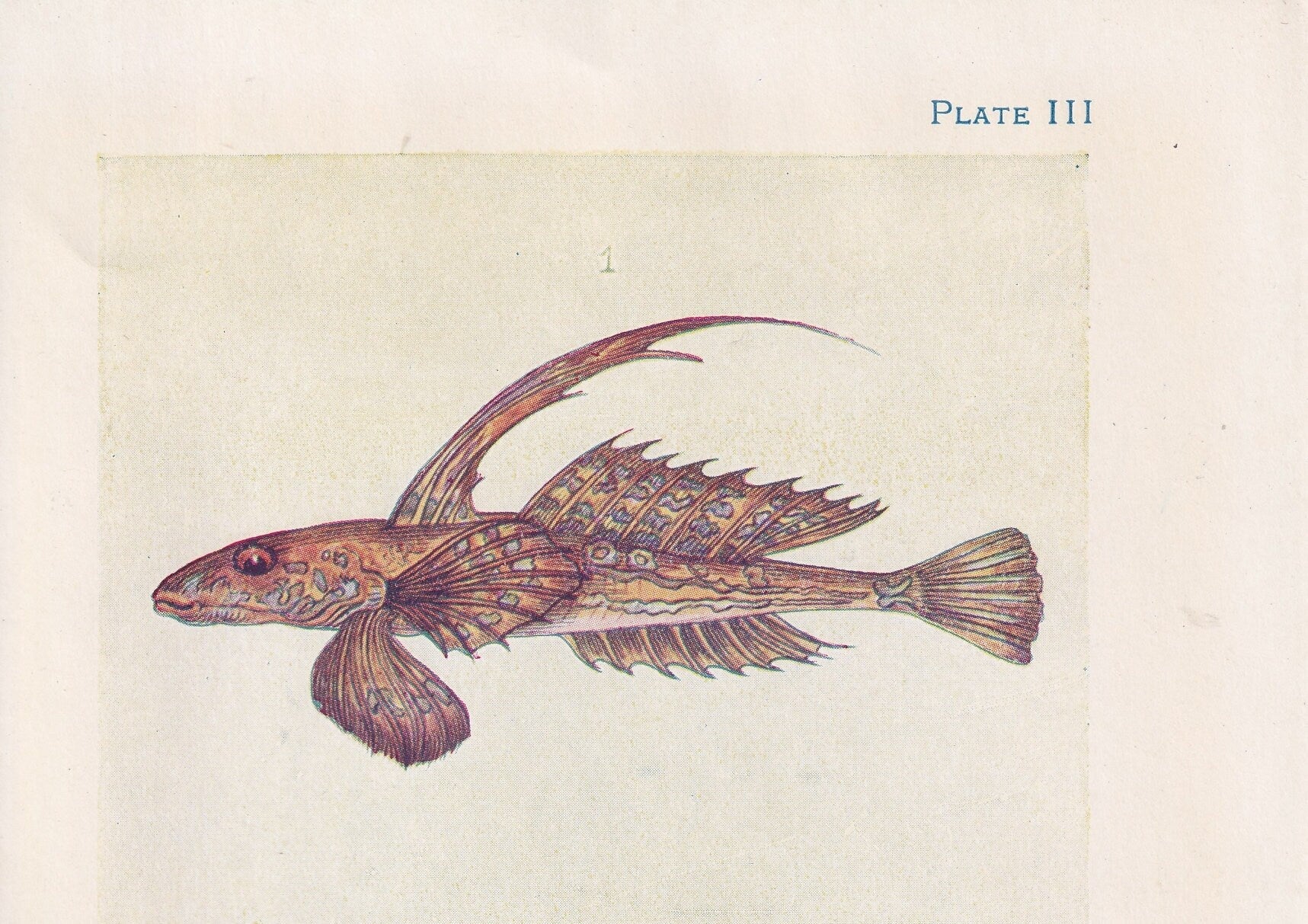 1907 DRAGONET & PIPEFISH Print - Original Antique Fish Print - Sea Life Print - Sea Life Print - 116 Years Old - 6.15 x 4.25 Inches