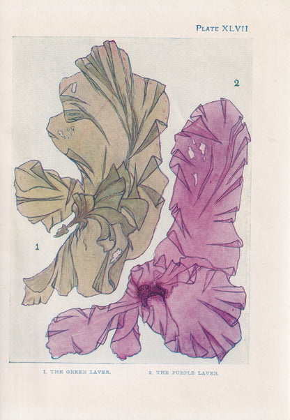 1907 SEAWEED (LAVER) Print - Original Antique Marine Print - Sea Life Print - Sea Life Print - 116 Years Old - 6.15 x 4.25 Inches