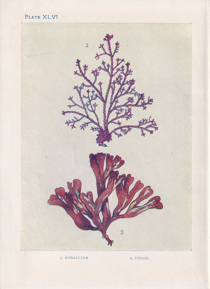 1907 SEAWEED (CORALLINE & DULSE) Print - Antique Marine Print - Sea Life Print - Sea Life Print - 116 Years Old - 6.15 x 4.25 Inches