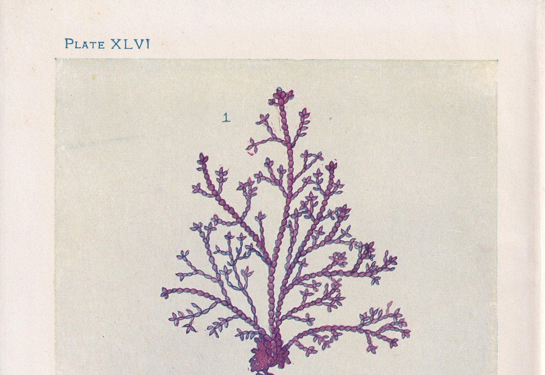 1907 SEAWEED (CORALLINE & DULSE) Print - Antique Marine Print - Sea Life Print - Sea Life Print - 116 Years Old - 6.15 x 4.25 Inches