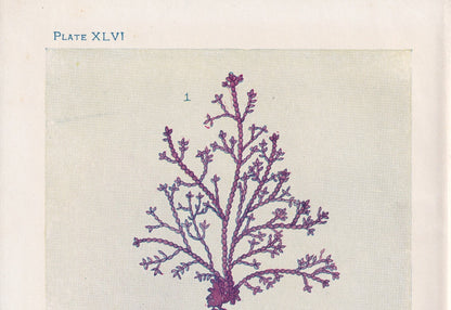 1907 SEAWEED (CORALLINE & DULSE) Print - Antique Marine Print - Sea Life Print - Sea Life Print - 116 Years Old - 6.15 x 4.25 Inches