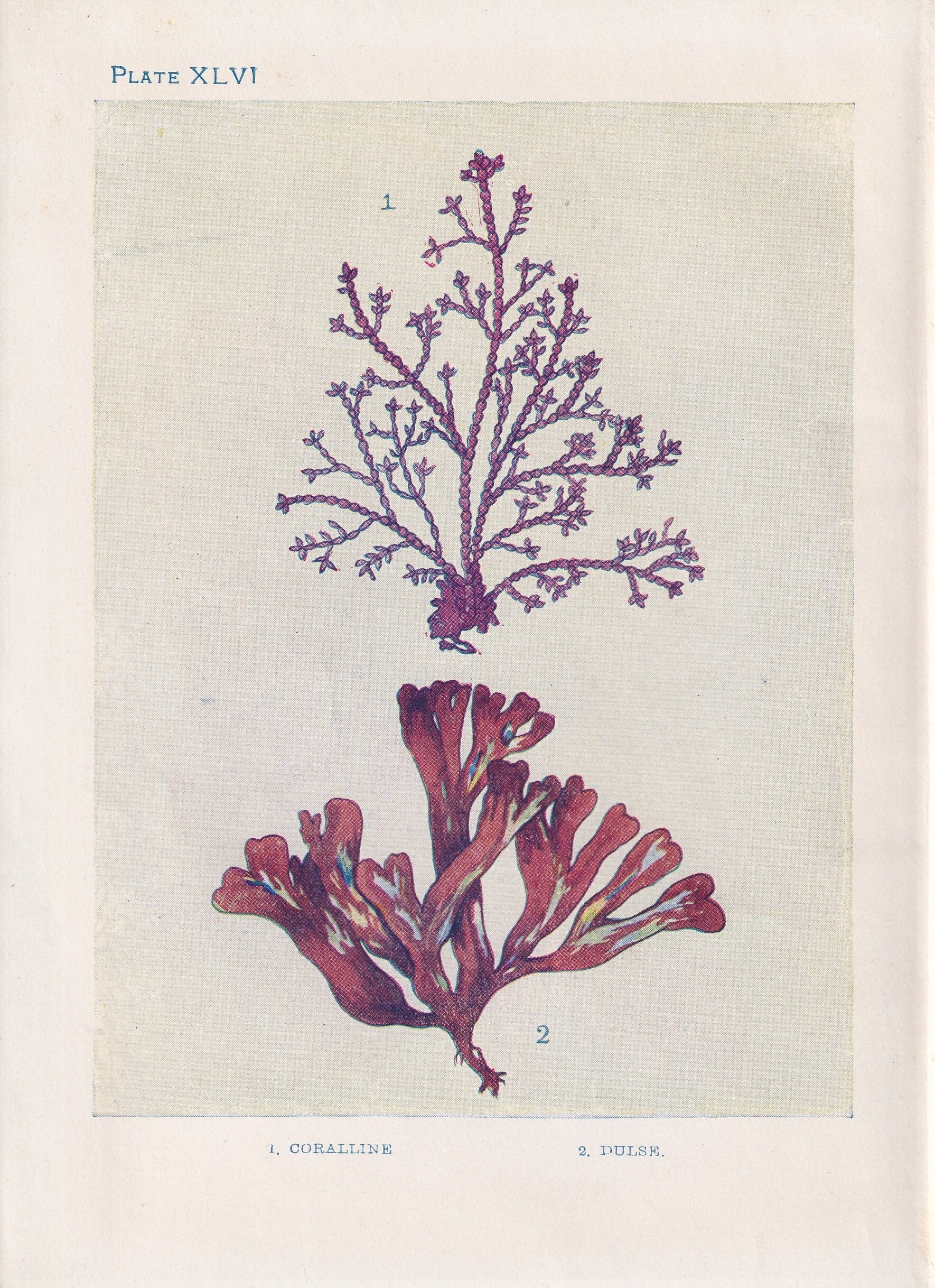 1907 SEAWEED (CORALLINE & DULSE) Print - Antique Marine Print - Sea Life Print - Sea Life Print - 116 Years Old - 6.15 x 4.25 Inches