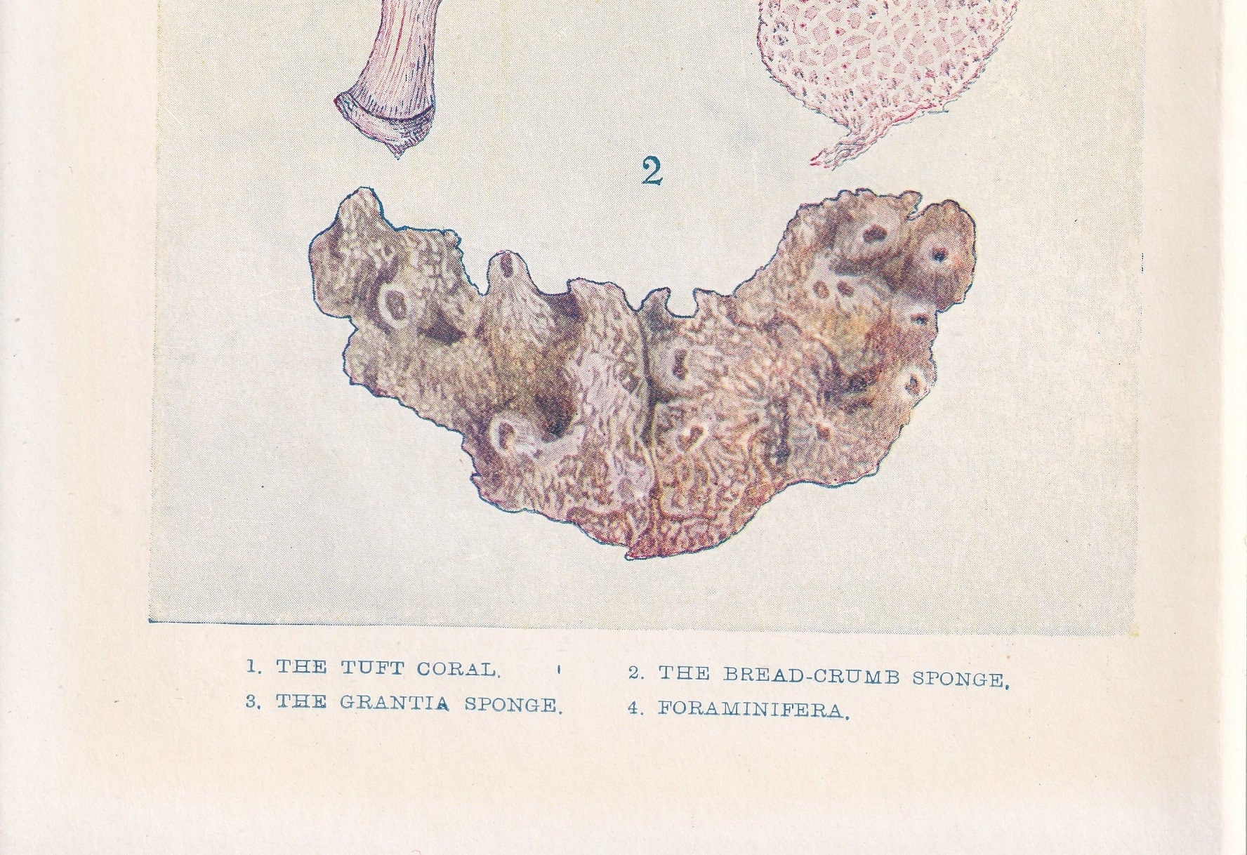 1907 CORAL & SPONGE Print - Original Antique Marine Print - Sea Life Print - Sea Life Print - 116 Years Old - 6.15 x 4.25 Inches