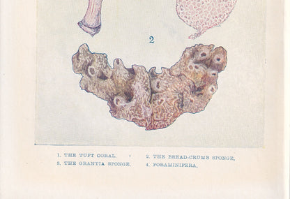 1907 CORAL & SPONGE Print - Original Antique Marine Print - Sea Life Print - Sea Life Print - 116 Years Old - 6.15 x 4.25 Inches