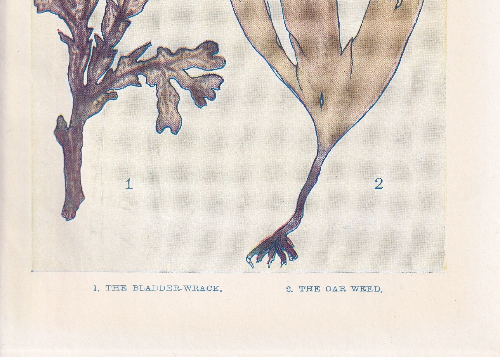 1907 SEAWEED Print - Original Antique Marine Print - Sea Life Print - Sea Life Print - 116 Years Old - 6.15 x 4.25 Inches