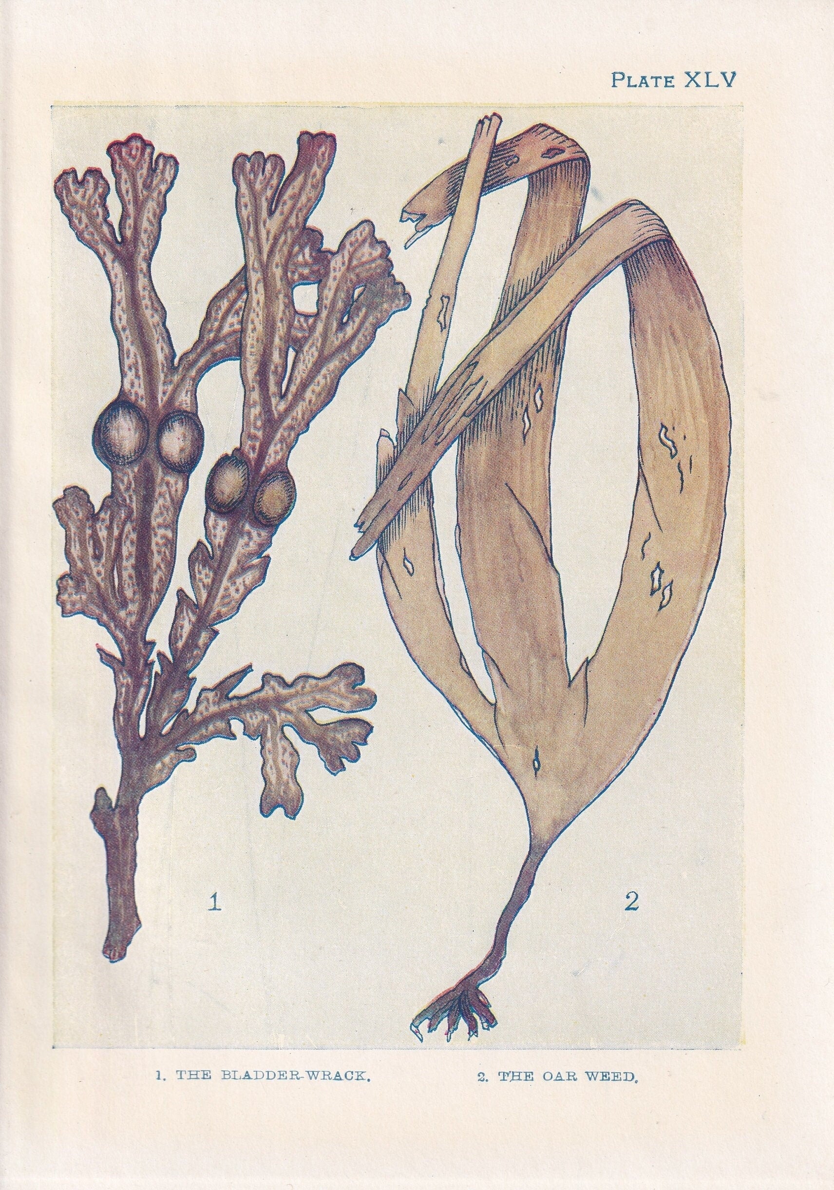 1907 SEAWEED Print - Original Antique Marine Print - Sea Life Print - Sea Life Print - 116 Years Old - 6.15 x 4.25 Inches