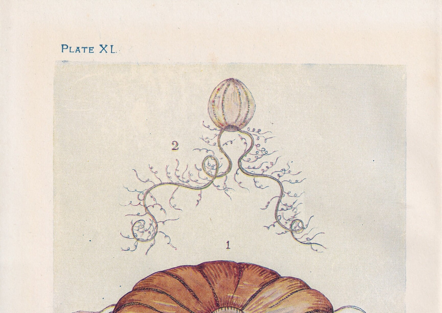 1907 JELLYFISH Print - Original Antique Fish Print - Sea Life Print - Jellyfish Wall Art - 116 Years Old - 6.15 x 4.25 Inches