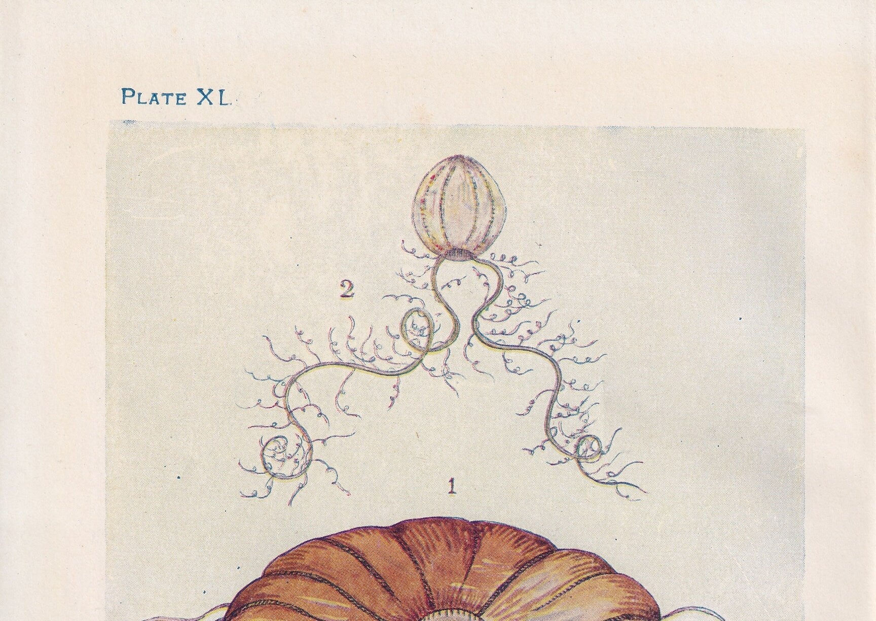 1907 JELLYFISH Print - Original Antique Fish Print - Sea Life Print - Jellyfish Wall Art - 116 Years Old - 6.15 x 4.25 Inches