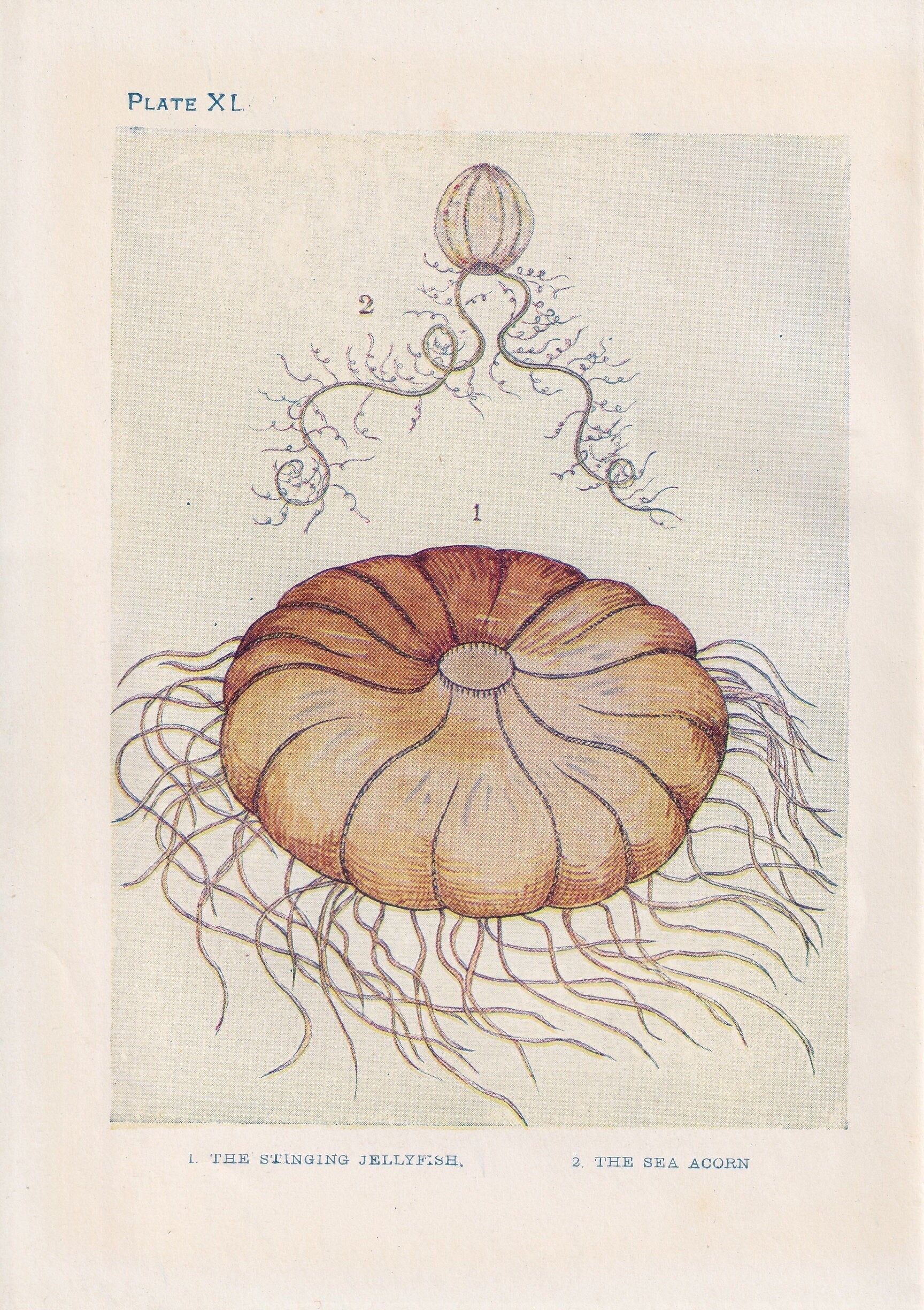 1907 JELLYFISH Print - Original Antique Fish Print - Sea Life Print - Jellyfish Wall Art - 116 Years Old - 6.15 x 4.25 Inches